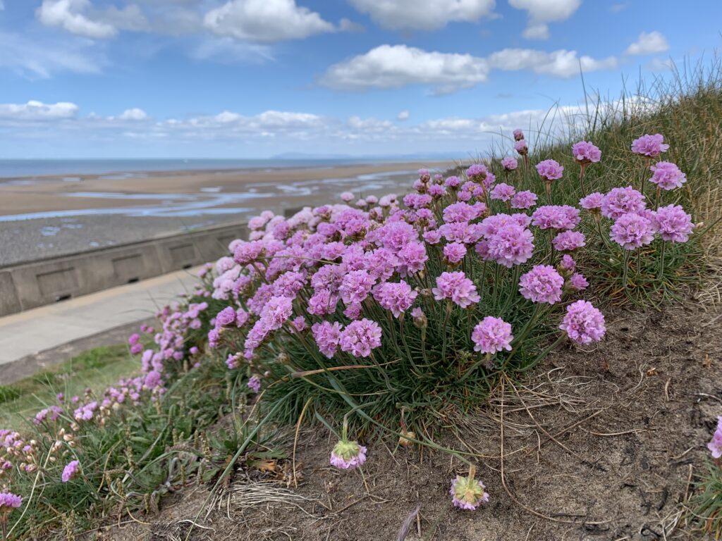 Sea thrift growing wild on the seafront